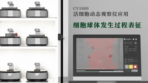 細(xì)胞球體發(fā)生過程表征