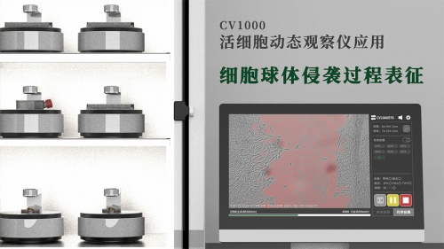 細(xì)胞球體侵襲過程表征