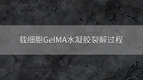 載細胞GelMA水凝膠裂解過程