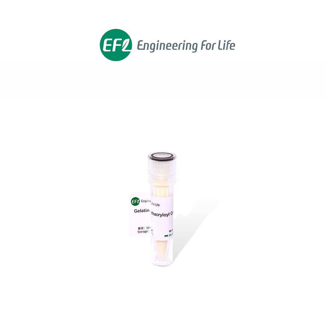 甲基丙烯酰化明膠交聯(lián)微球Gelatin Methacryloyl Crosslinked Microsphere；GelMA交聯(lián)微球；EFL-MS-C-GM系列